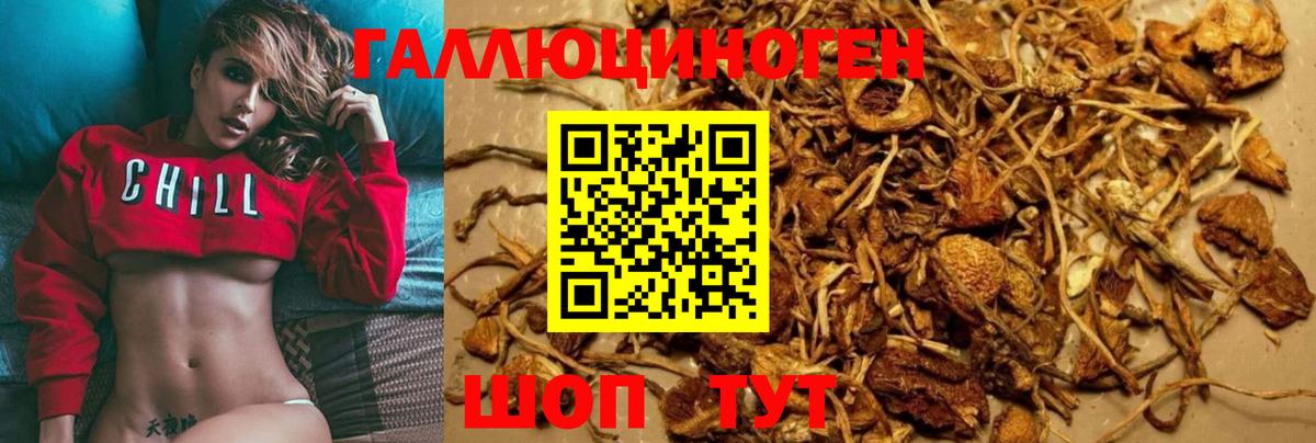 Галлюциногенные грибы Psilocybe Кыштым